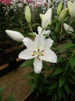 [4322 White Shores GA No01.JPG]